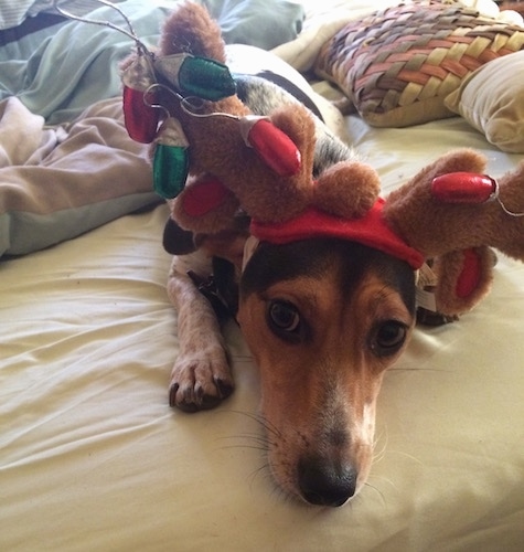 Close up - A white with black and tan Raggle is laying on a bed and it is looking forward. It is wearing antlers that have plush Christmas lights wrapped around them. The dog's snout is long and skinny.