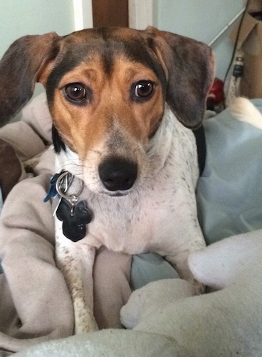 Close up front view - A white, black and tan Raggle dog is looking forward and it is laying in a dog bed.