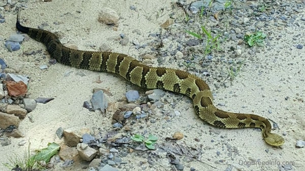 A very large thick tan with brown spotted snake on a sandy rocky ground.