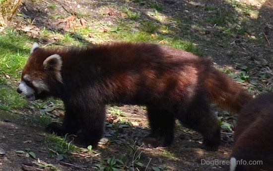 The left side of a red panda walking across a dirt surface.