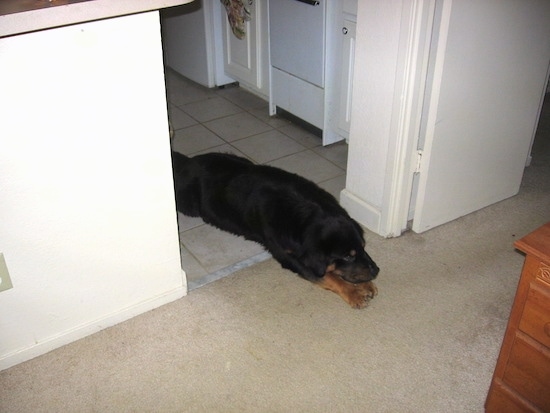 A large furry black and tan dog laying down in the doorway of a kitchen and living room. The dog is half way on the white tiled floor and half way on the tan carpet.