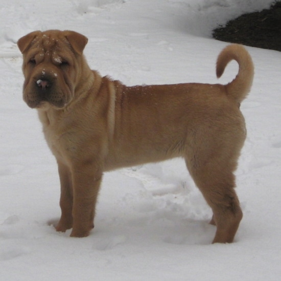 Side view - A tan Chinese Shar-Pei dog with wrinkles all over its face and upper body standing outside in snow with snow flakes stuck to her face. Its tail is curled up over its back, its head is big and square and it has a large nose and small eyes.