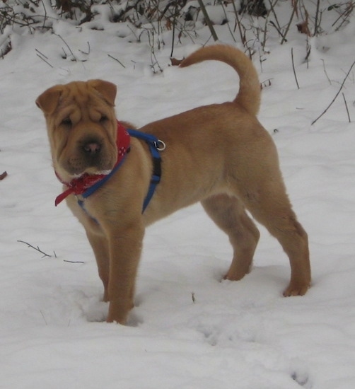 A wrinkly tan Chinese Shar-Pei with short fold over ears wearing a blue harness and red bandanna standing in snow with her tail up. The dog has a large square head and a big nose.