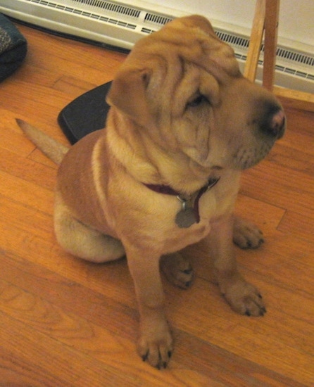 A wrinkly tan Chinese Shar-Pei sitting inside a house on a hardwood floor. The dog has a big head.