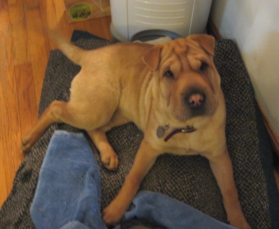 A wrinkly tan Chinese Shar-Pei dog laying on a brown dog bed with a blue towel in front of it on top of a hardwood floor inside of a home. The dog has a lot of extra skin around its eyes.