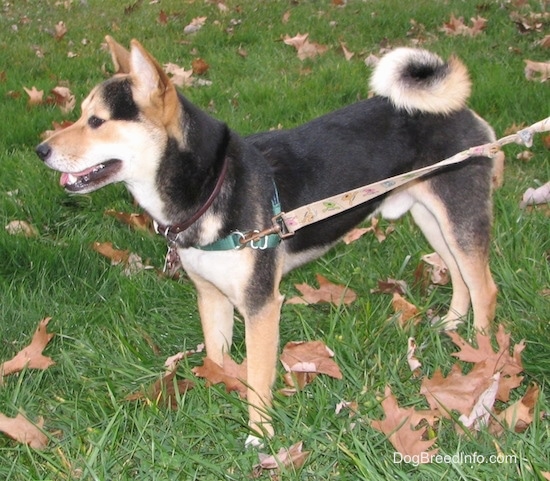 Left side view - a perk-eared, black and tan, medium-sized dog with its tail curled up over its back standing outside in a grassy yard.