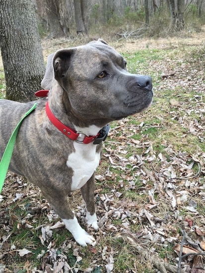 Close up side view upper body shot - A blue-nose Pit Bull Terrier is standing in grass and brown fallen leaves looking to the right and there is a tree behind him.