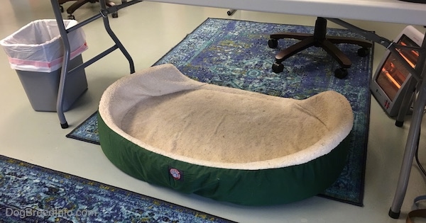A tan and green oval dog bed under a table with a radiant heater on one side of it and a trash can on the other.