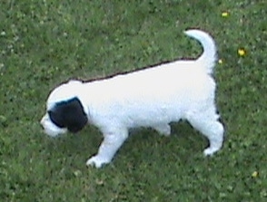 The left side of a white with black Sprollie puppy that is walking across a grass surface. It has a white body with black patches around each eye. Its tail is up.