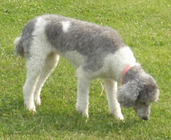 A curly coated gray and white tall dog wearing a red collar standing in grass smellig the ground