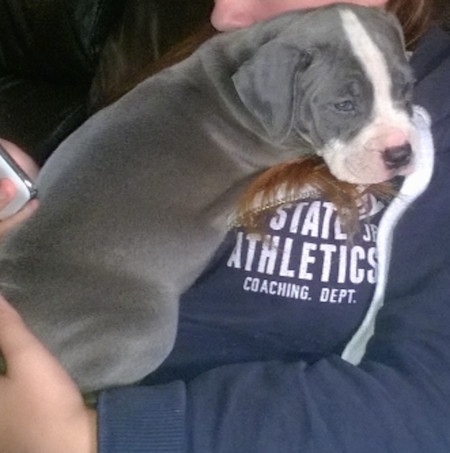 A person wearing a blue sweatshirt that says State Jr Athletics Coaching DEPT holding a blue and white puppy.