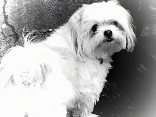 A black and white image of a toy dog with straight hair looking back at the camera holder. The dog has a black nose.