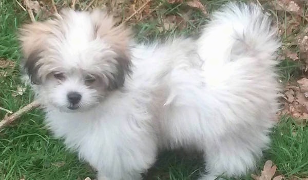 A fluffy white and tan with black puppy standing outside in grass next to a stick. The dogs fuzzy tail is curled up over its back.