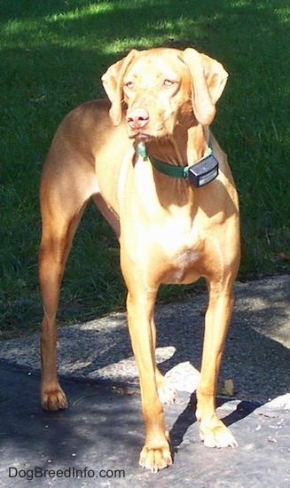 A brown Vizsla is wearing an electric fence collar