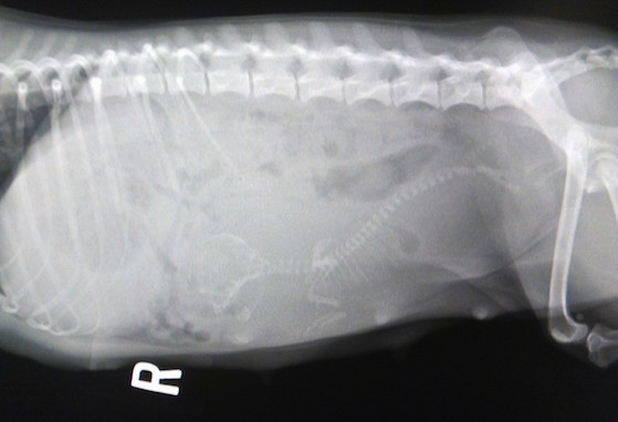 An x-ray of a pregnant Yorkshire Terrier showing a water puppy inside of her