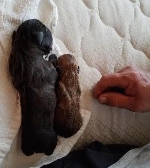 Two newborn dead puppies laying on a white blanket next to a human's hand. One puppy is twice the size as the other. The large puppy is black in color and the smaller puppy is brown.
