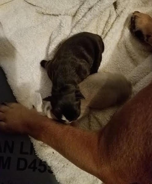 Two newborn puppies on a white towel in front of their mother. One pup is black with white on its nose and the other is tan.