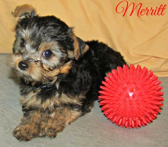 A little black and tan 8 week old puppy laying down next to a toy red ball with his head tilted to the right with the words Merritt overlayed on the top right corner