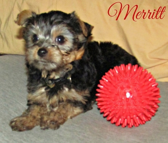 A little black and tan 8 week old puppy laying down next to a toy red ball looking forward with the words Merritt overlayed on the top right corner