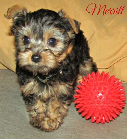 A little black and tan 8 week old puppy standing up next to a toy red ball looking forward with the words Merritt overlayed on the top right corner