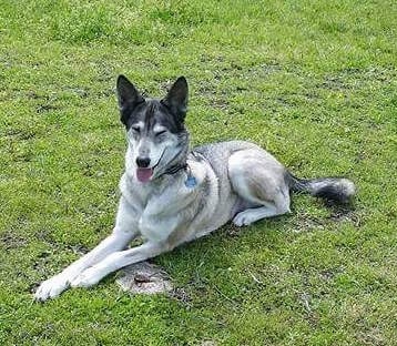 The front left side of a Timberwolf that is laying across a field and its head is in the air. It has large perk ears and a black nose.