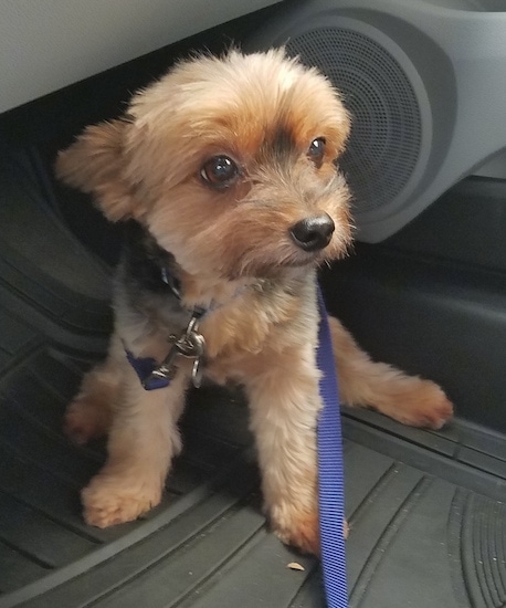 A toy-sized, fuzzy, soft looking, tan and black dog sitting on the floor of a car with a blue leash connected to its collar. The hair around its face is cut to stay out of its wide brown eyes and it has a black nose.