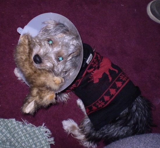 A black and tan Yorkie Russell, wearing a postop surgery cone and a black and red sweater, is standing on a maroon carpet with a stuffed plush rabbit in its mouth.