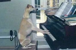 Rigby the Whippet is sitting on a chair with its paws on a piano's keys. There are several stacks of folders on the piano.