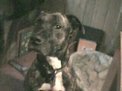 Close up upper body shot - A black brindle with white American Pit Bull Terrier is sitting next to a table and its head is turned to the left.