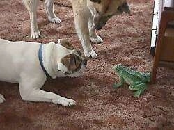 Spike the Bulldog is laying on a carpet play bowing in front of the frog. There is another dog standing next to Spike
