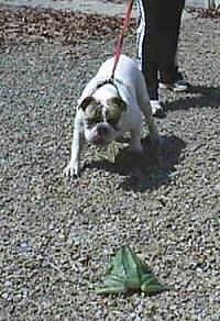 Spike the Bulldog is pulling and barking towards a frog