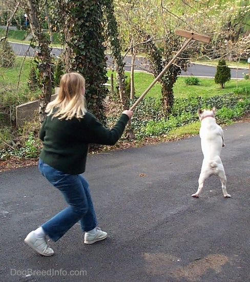 Spike the Bulldog is coming down after attempting to grab the broom that was really high in the air