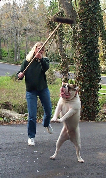 Spike the Bulldog is landing after jumping at the brissely part of a broom