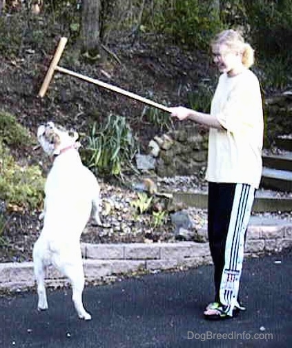 Spike the BUlldog is jumping after a broom being held over his head