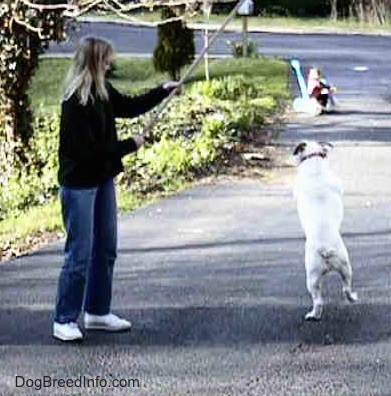 The Broom is being held really high in the air and Spike the Bulldog is trying to get it