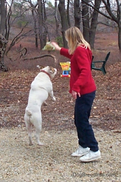 Spike the Bulldog Jumping after the frog being held in the air by a person in a red sweater