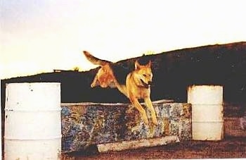 Kodak the dog is jumping over a wooden board that is being held up by two barrels