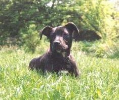 A black brindle American Pit Bull Terrier is laying in grass outside. It is looking to the left.