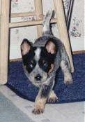 An Australian Cattle puppy is walking off of a rug and there is a stool behind it