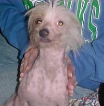 A Chinese Crested hairless is sitting in front of a person there is a blue sweater with green lettering all over it
