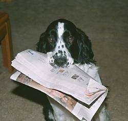 Dash the Black and White English Springer Spaniel is sitting in a room with a newspaper in his mouth