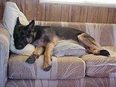 A black and tan German Shepherd is laying on a tan couch on top of a pillow