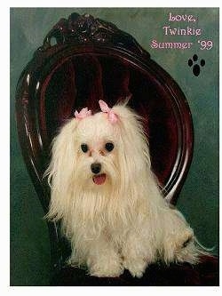 A long-coated white Maltese is sitting in a fancy wooden chair in front of a green wall and looking to the left. Its mouth is open and tongue is out and there are pink ribbons at the top of each ear.