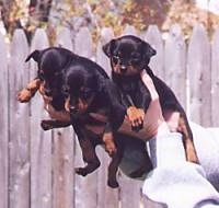Three Miniature Pinscher puppies are being held in the air by a persons hand. There is a wooden fence behind them.
