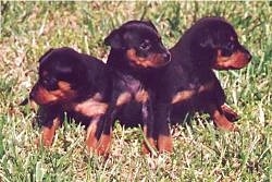 Three black and tan Miniature Pinscher Puppies are sitting in grass in a row each looking in there own individual direction.