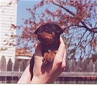 A black and tan Miniature Pinscher Puppy is being held in the air by a persons hand. There is a wooden fence, a tan house and a tree behind it.