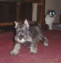 A grey Miniature Schnauzer puppy is walking across a red carpet. There is a black and white cat stalking behind it.