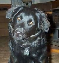 Close Up upper body shot - A shiny-coated black mixed breed dog is sitting on a carpet and its head is tilted to the right.