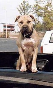 A tan with white American Pit Bull Terrier standing against the side of a truck bed