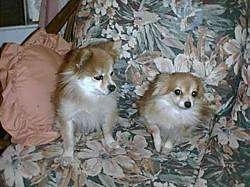 Two tan with white Pomeranians are sitting and laying on a floral couch. The left most dog is looking down and to the right.